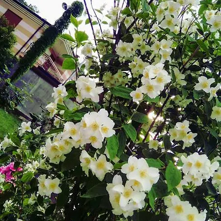 Dina Jablanicko Jezero Daire